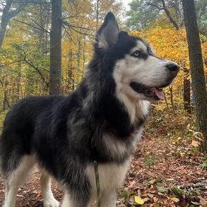 Meet your Posher, Mitchel